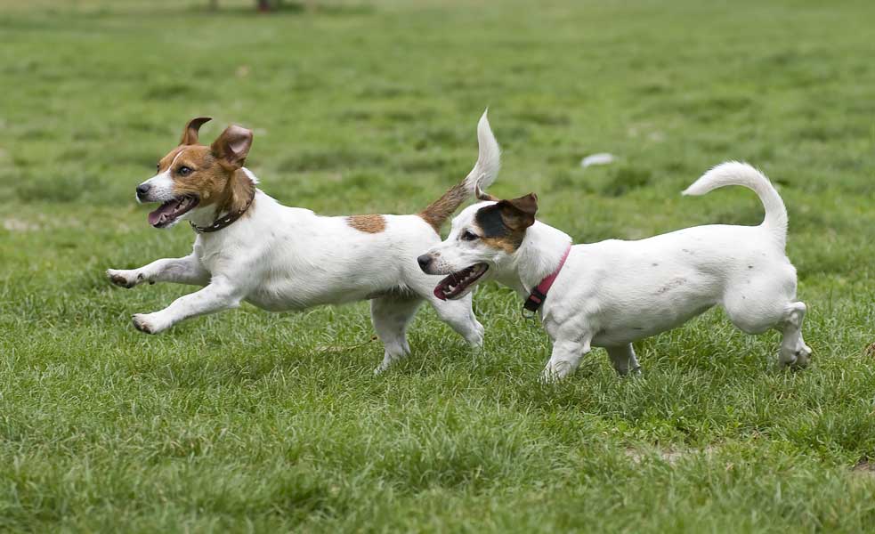 Dogs happily running through a field