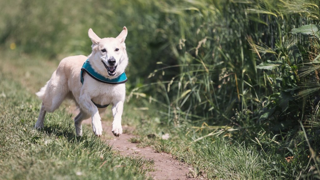 White Dog Running Free Through a Field