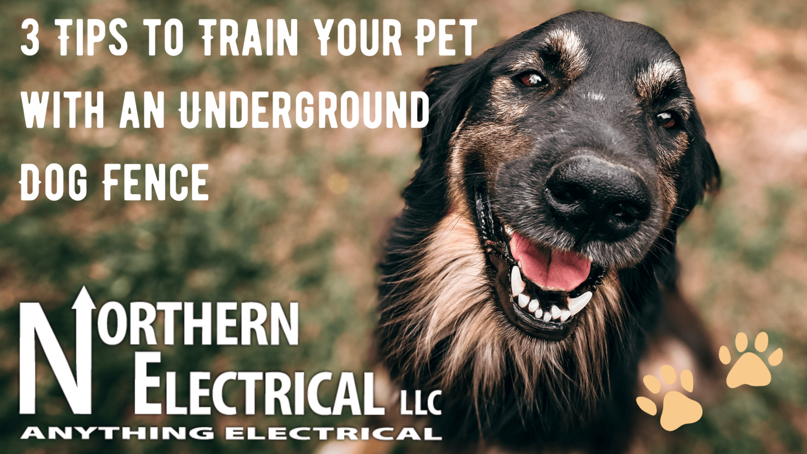Underground Dog Fence Training Blog Post